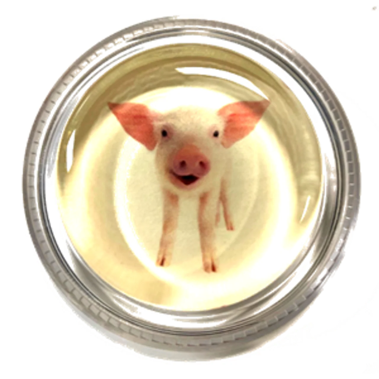 Magic Rosin PIG-3GM Mr. Piggles for Violin or Viola